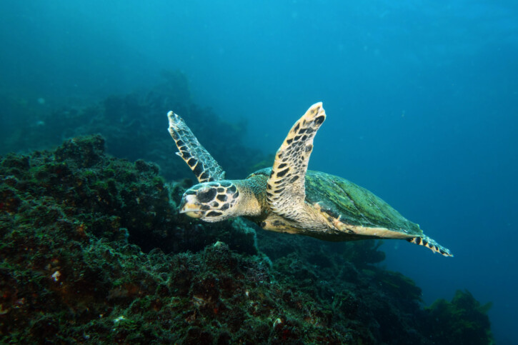 Eretmochelys imbricata - tortue imbriquée