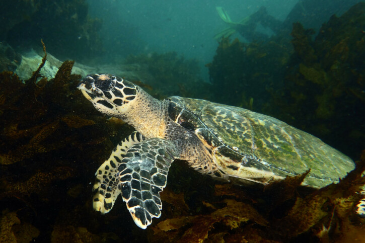 Eretmochelys imbricata - tortue imbriquée