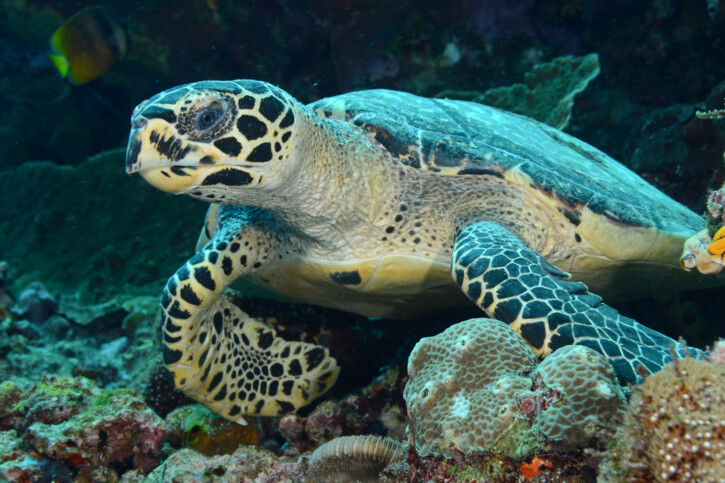 Eretmochelys imbricata - tortue imbriquée