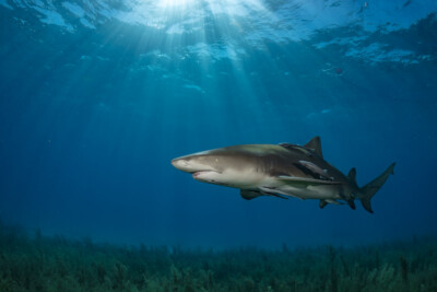 requin-citron Carcharhinidae