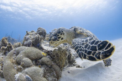 tortue imbriquée Cheloniidae