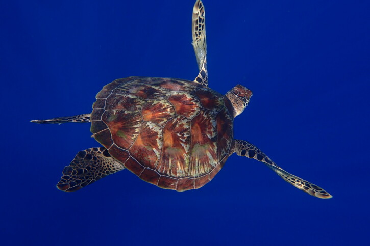 Chelonia mydas - tortue verte