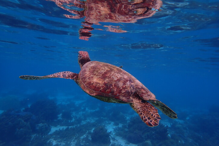 Chelonia mydas - tortue verte
