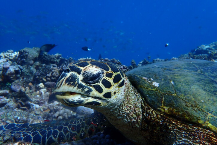 Eretmochelys imbricata - tortue imbriquée