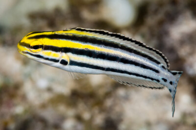 blennie rayée à dents de sabre Blenniidae