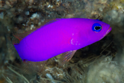 poisson-Serran violet Pseudochromidae