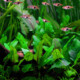 picture of Cryptocoryne wendtii