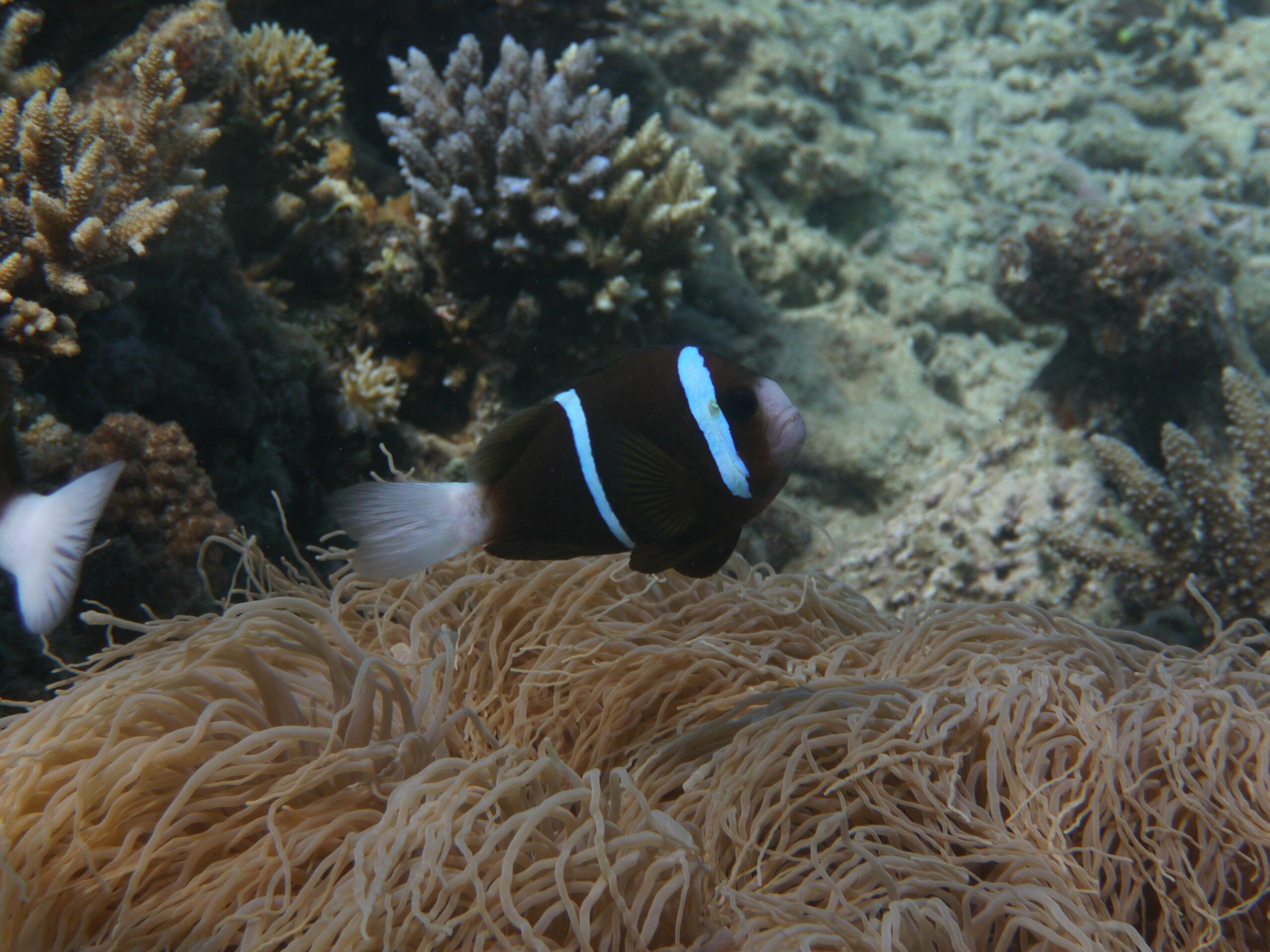 Amphiprion akindynos