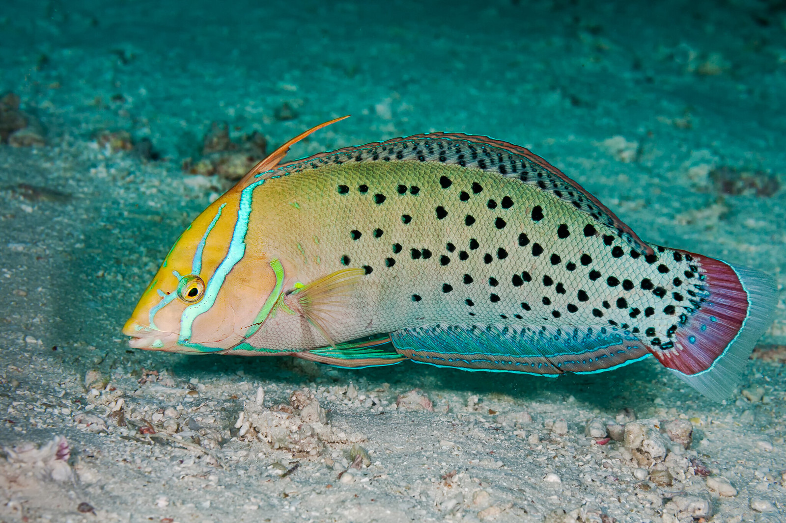 Coris formosa