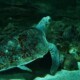 picture of Lepidochelys olivacea