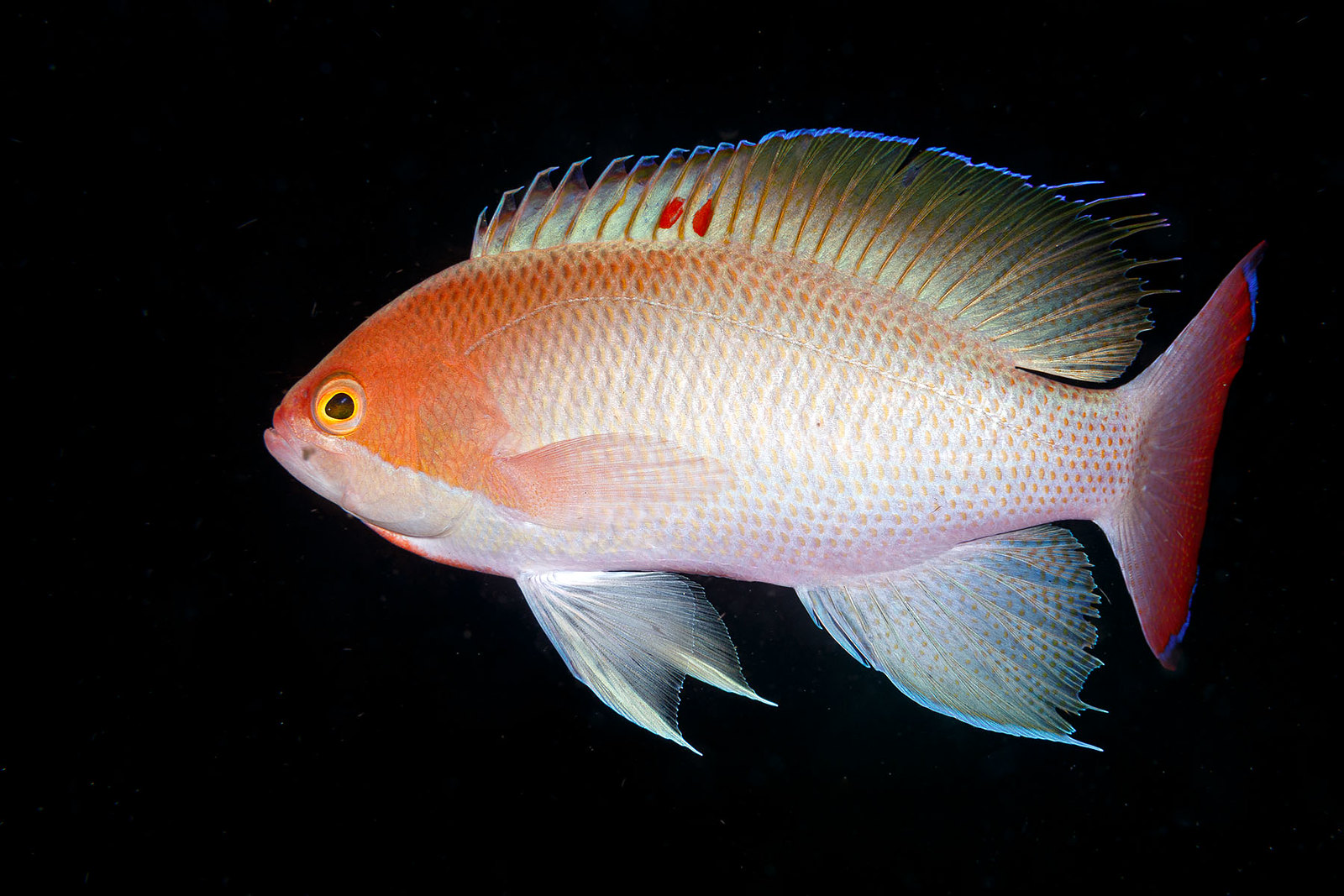 Pseudanthias hypselosoma