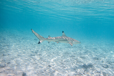 requin à pointes noires Carcharhinidae