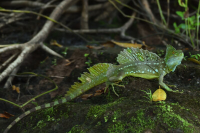 Lézard Jésus-Christ / Basilic vert Corytophanidae