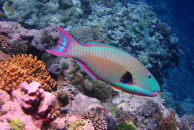 poisson-perroquet bicolore Scaridae