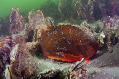 lompe Cyclopteridae