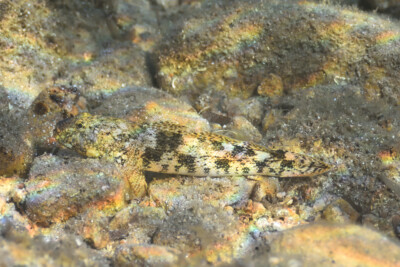 gobie à grosse tête Gobiidae