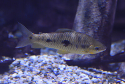 fridérici Anostomidae