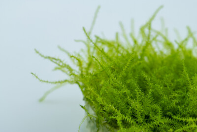 mousse plumeau Amblystegiaceae