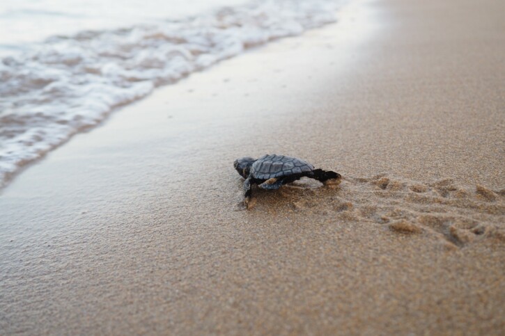 Caretta caretta - tortue caouanne
