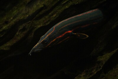 anguille de feu Mastacembelidae