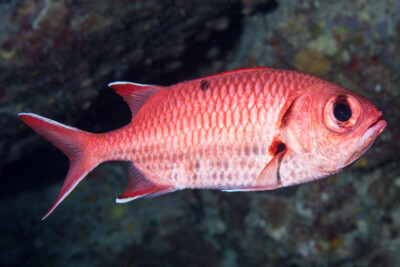 poisson-soldat à œillères Holocentridae