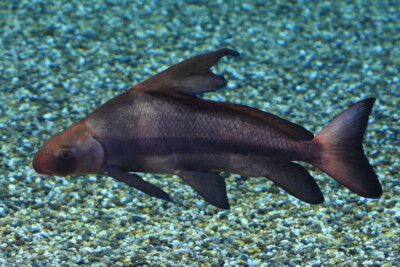 Myxocyprinus asiaticus Catostomidae