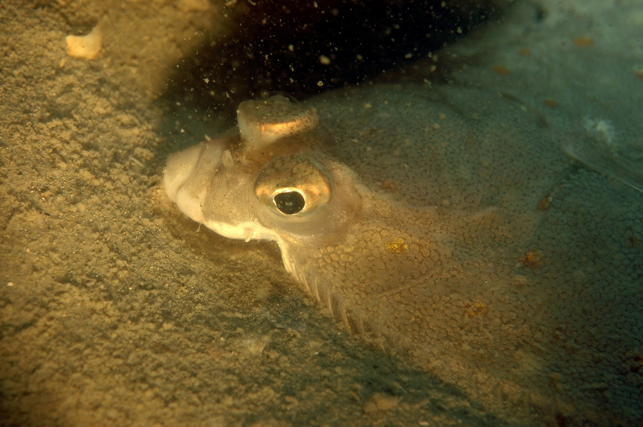 Pleuronectes platessa