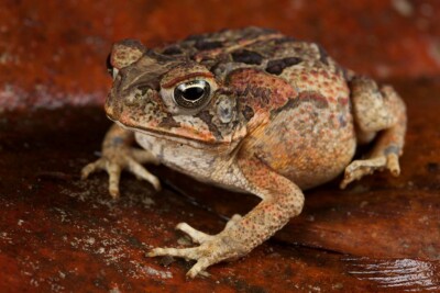 crapaud buffle / crapaud bœuf Bufonidae