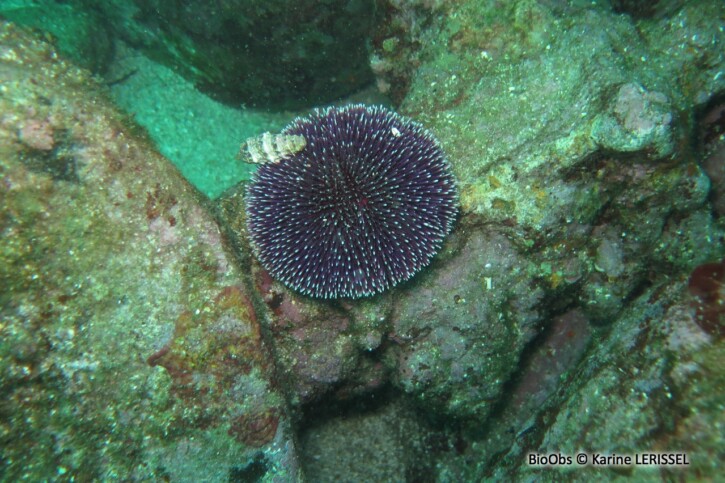 Sphaerechinus granularis