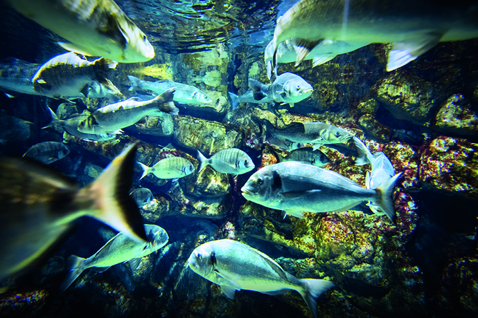 fishes picture