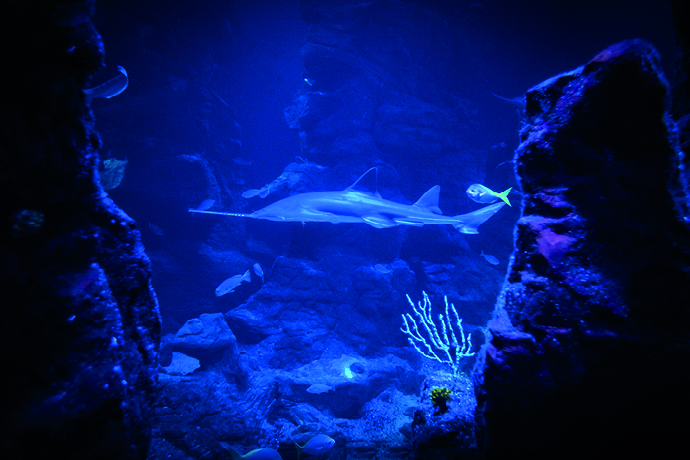 fishes picture