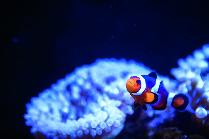 fishes picture