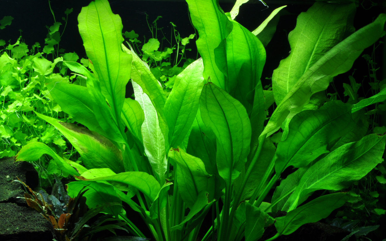 Aquarius grisebachii