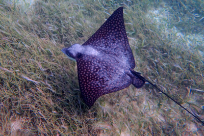 raie léopard Myliobatidae