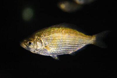 shiner perch Embiotocidae