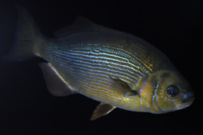 perche de mer Embiotocidae