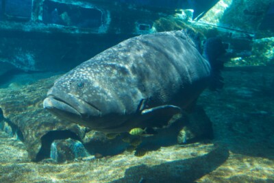 mérou géant Epinephelidae