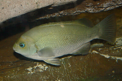 calicagère verte Girellidae
