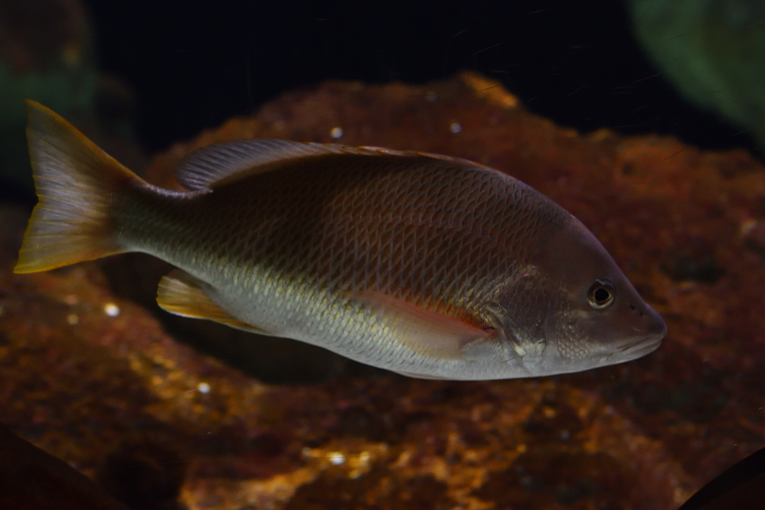 Lutjanus argentiventris