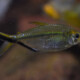 picture of Moenkhausia costae