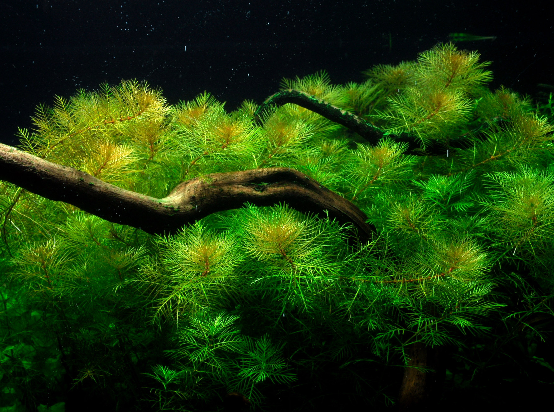 Myriophyllum aquaticum