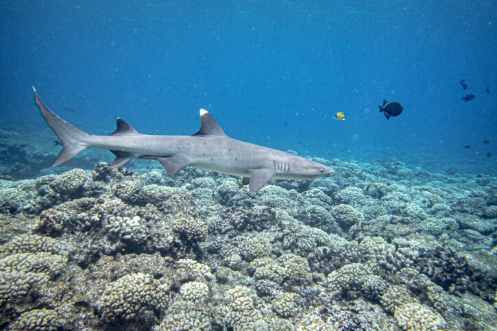 Triaenodon obesus - requin corail