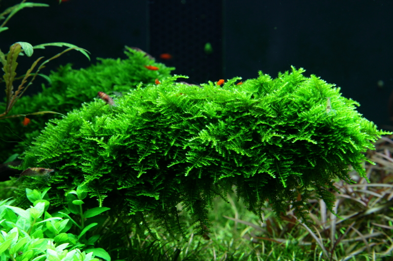 Vesicularia montagnei