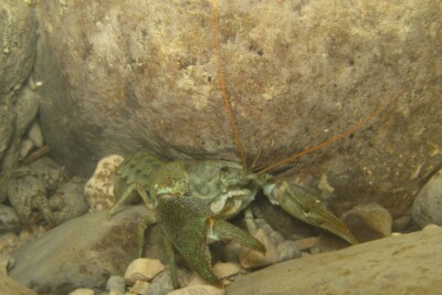 Austropotamobius pallipes Astacidae