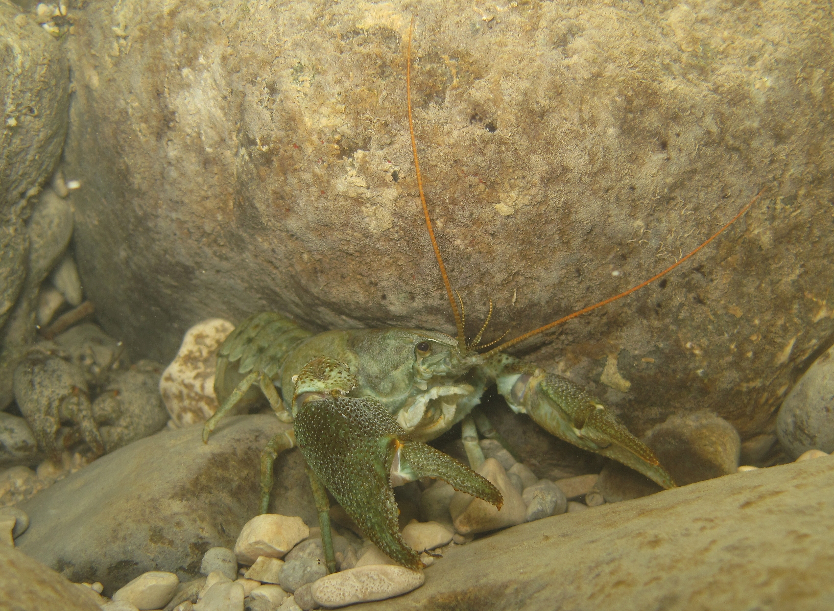 Austropotamobius pallipes