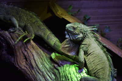 iguane vert Iguanidae