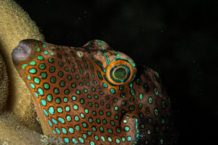 Canthigaster solandri - canthigaster tacheté du Pacifique