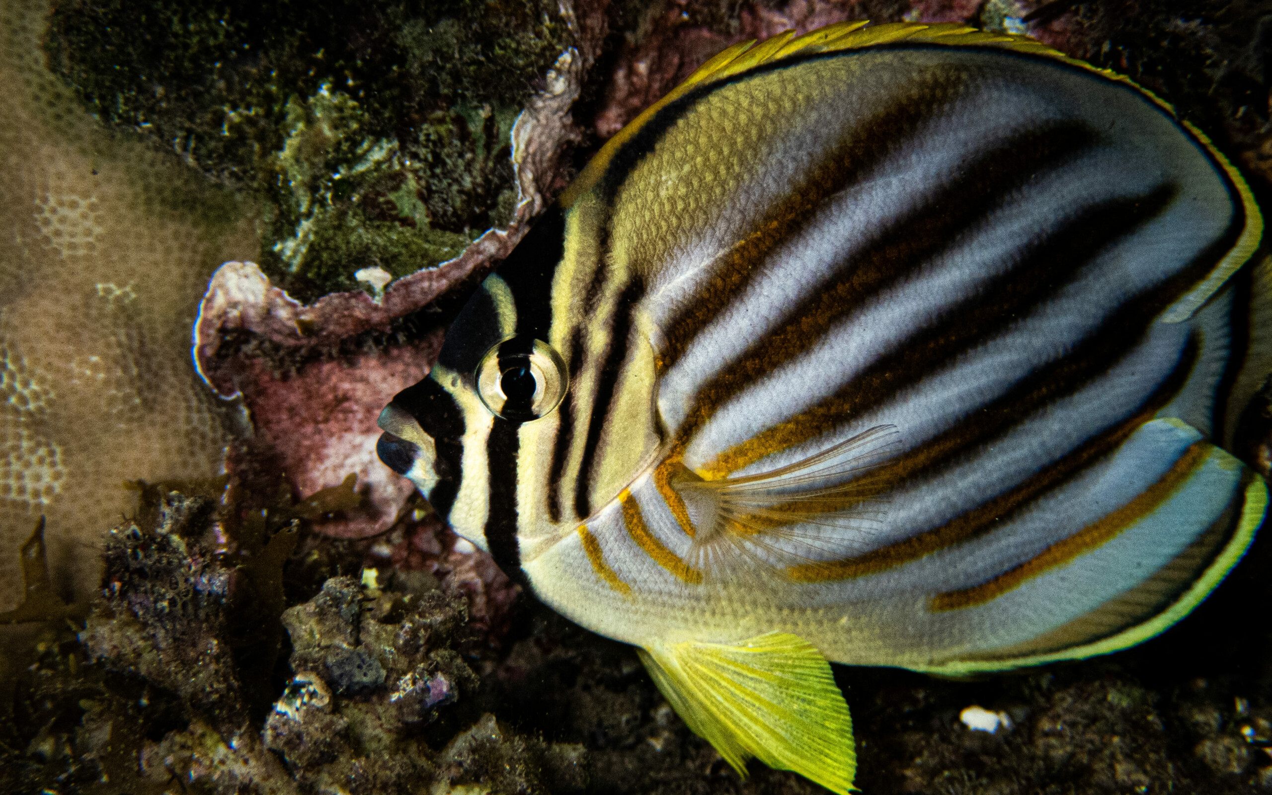 Chaetodon ornatissimus