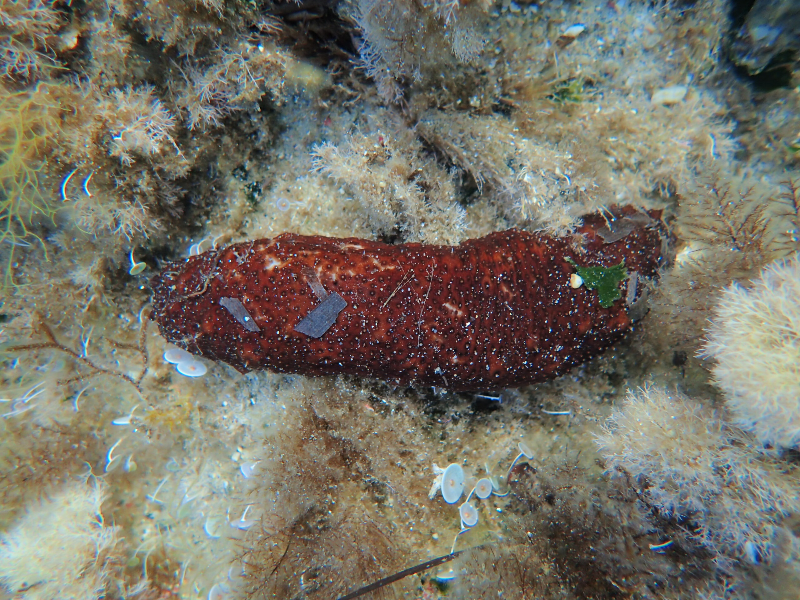 Holothuria sanctori