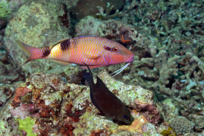 Parupeneus multifasciatus Mullidae